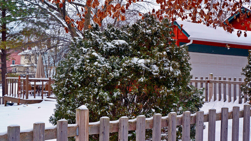 Snow-covered Bush in Yard