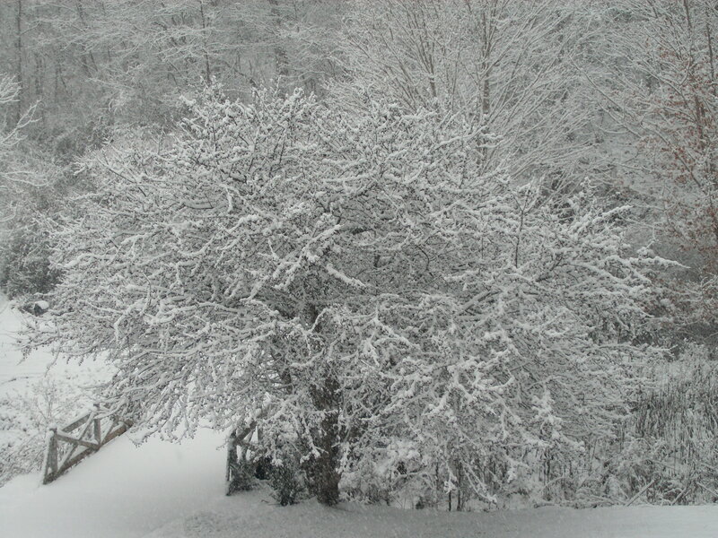 Snow-covered Bush