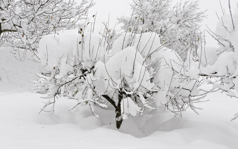 Snow-covered Bush — White, Calm