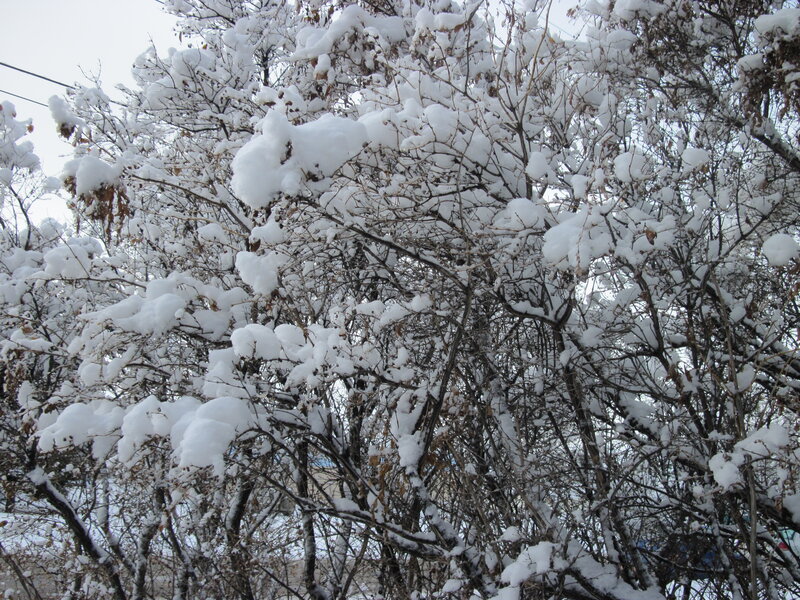 Snow-covered Bush — White, Calm, Winter, Photograph, Branches