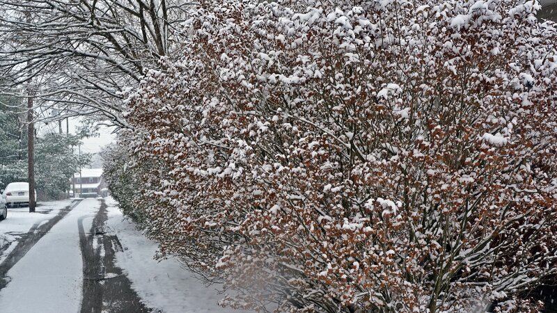 Snow-covered Bush — White, Calm, Winter, Photograph, Road