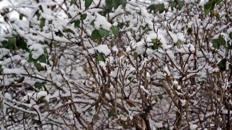 Snow-covered Bush — White, Calm, Winter, Photograph, Snow, Branches