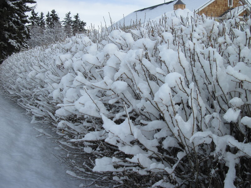 Snow-covered Bush — White, Calm, Winter, Photograph, Snow