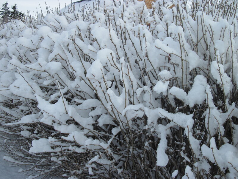Snow-covered Bush — White, Calm, Winter, Photograph