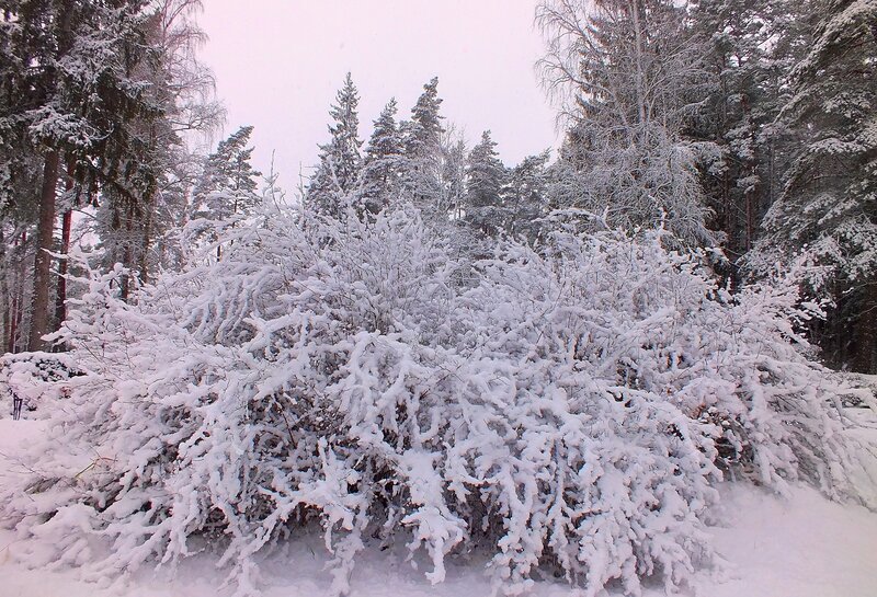 Snow-covered Bush — White, Calm, Winter, Photograph, Trees