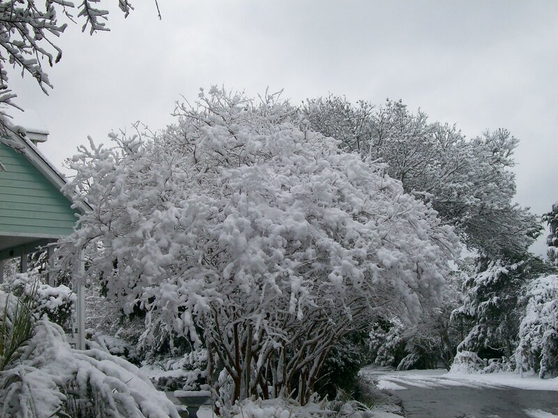 Snow-covered Bush — White, Calm, Winter
