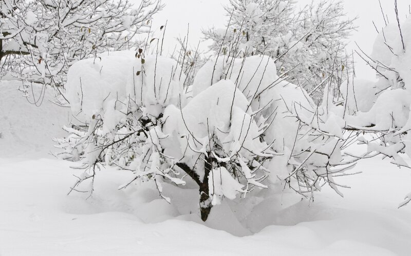 Snow-covered Bush — White, Cold