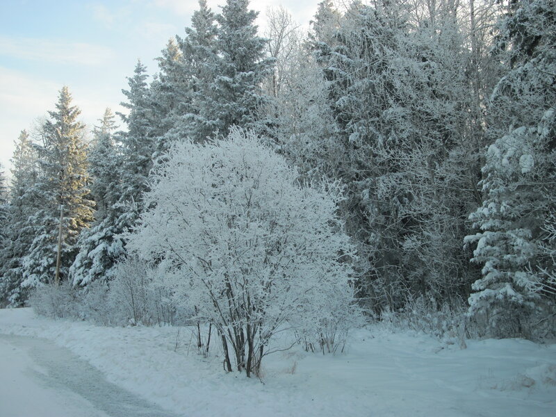 Snow-covered Bush — White, Serene