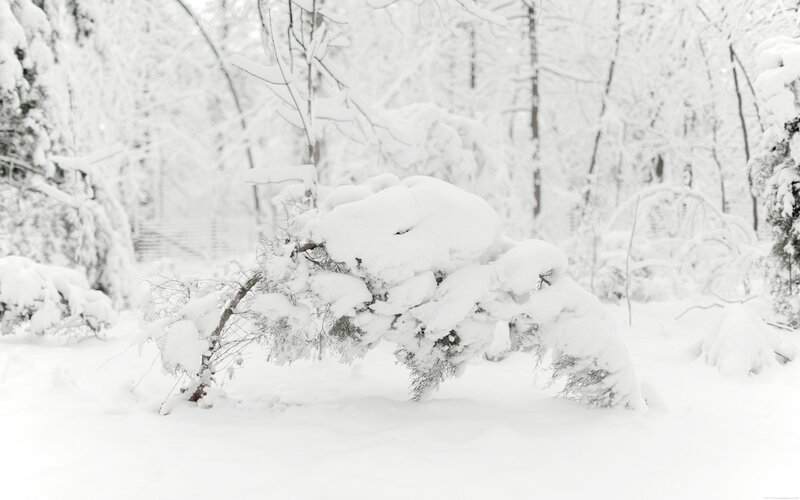 Snow-covered Bush — White, Serene, Winter, Photograph