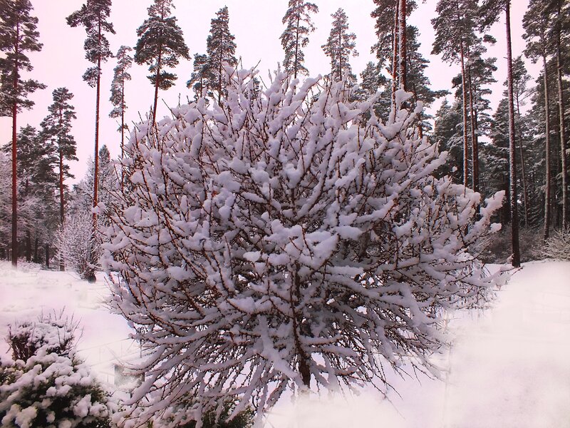 Snow-covered Bush — White, Serene, Winter