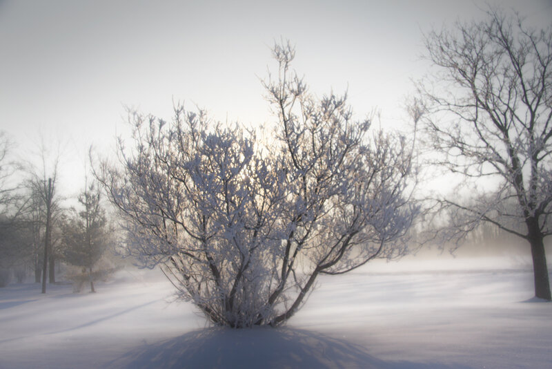 Snow-covered Bush — White