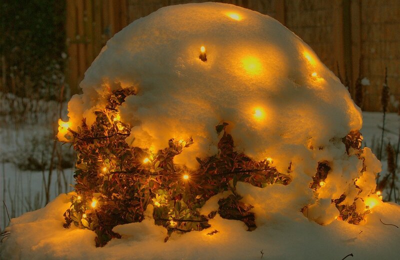 Snow-covered Bush with Lights