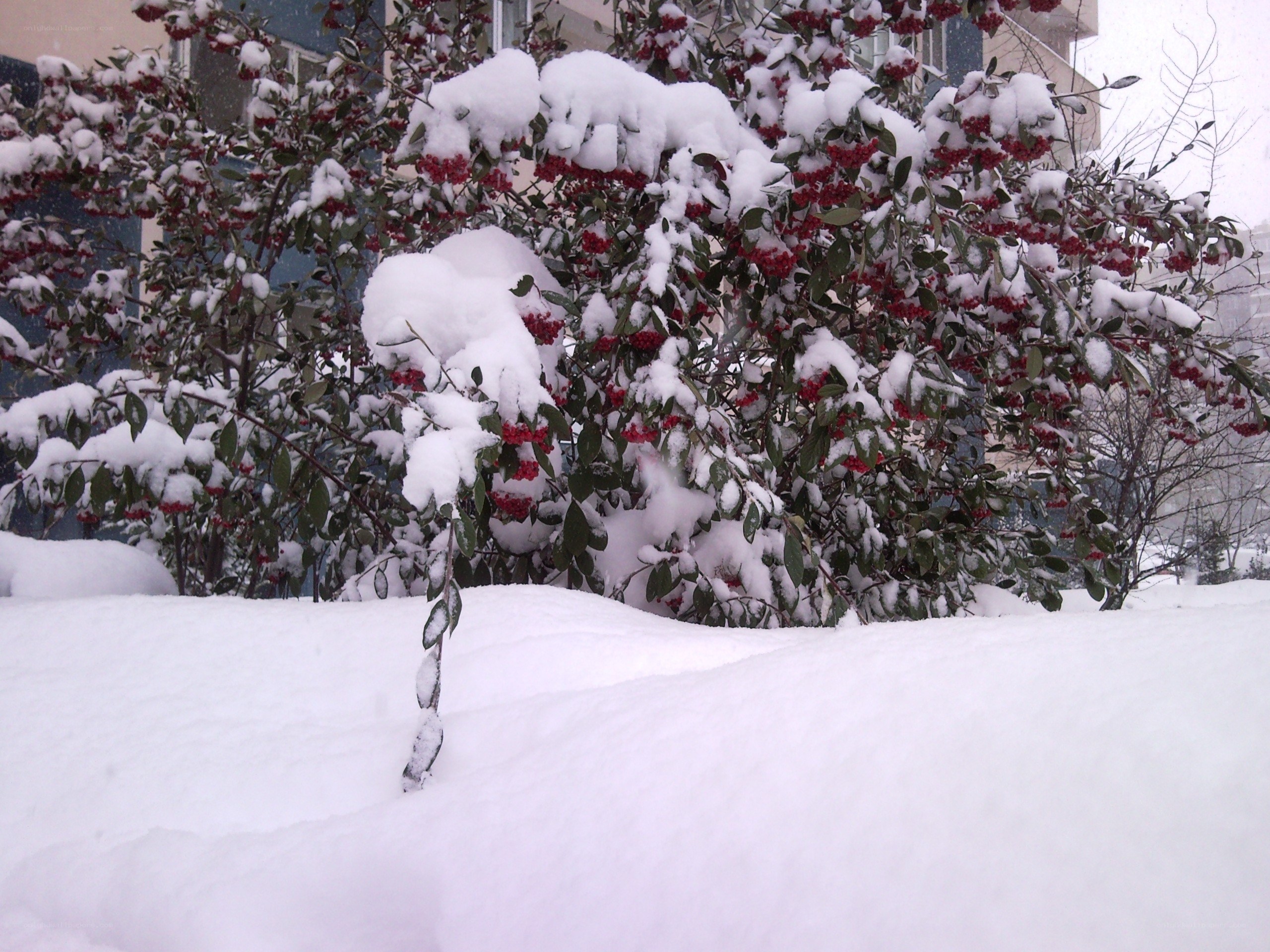 Snow-covered bush with red berries