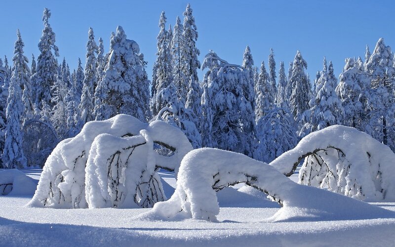 Snow-covered Bushes and Trees