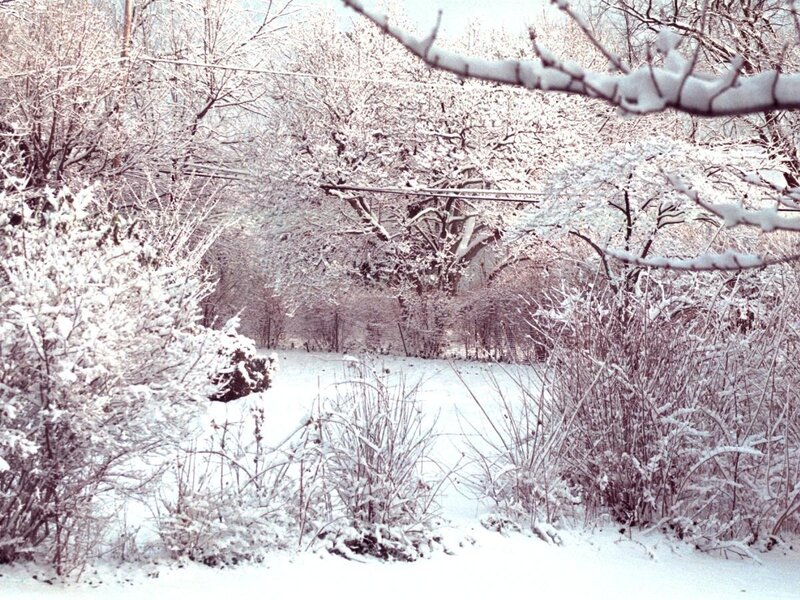 Snow-covered Bushes and Trees — White, Calm