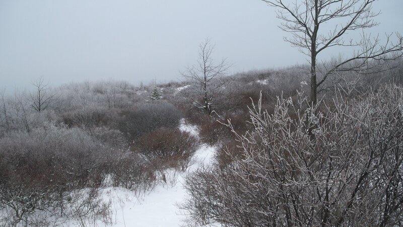 Snow-covered Bushes and Trees — White