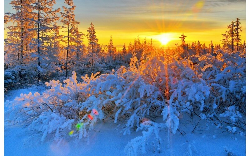 Snow-covered Bushes and Trees — Yellow, Serene