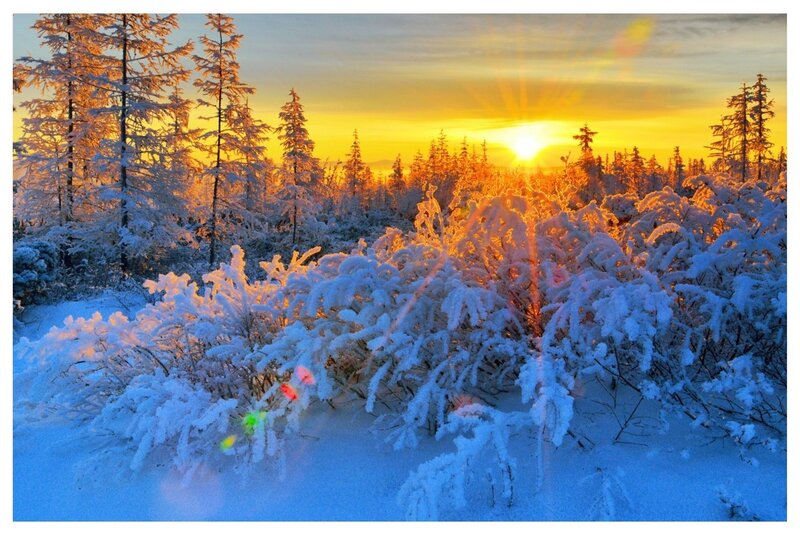 Snow-covered Bushes and Trees — Yellow