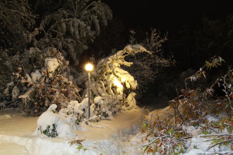 Snow-covered Bushes at Night