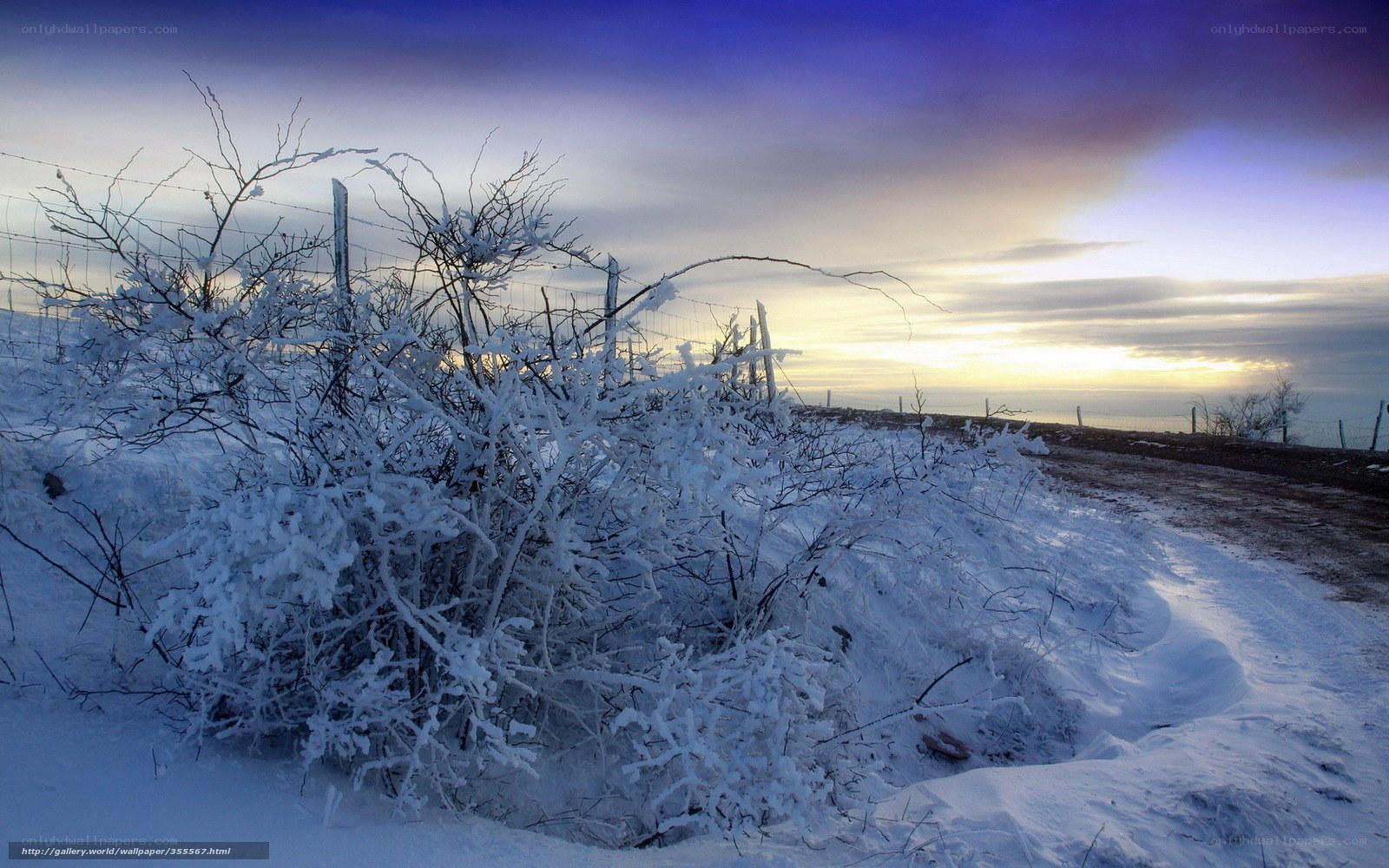 Snow-covered bushes at sunset