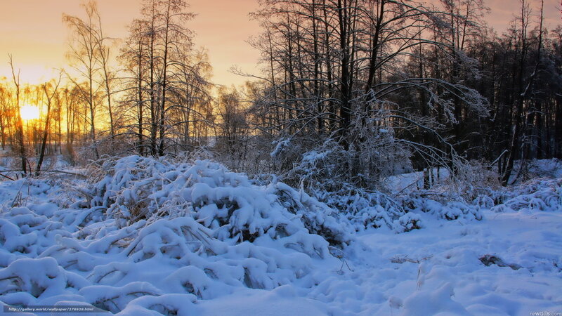 Snow-covered Bushes in Forest