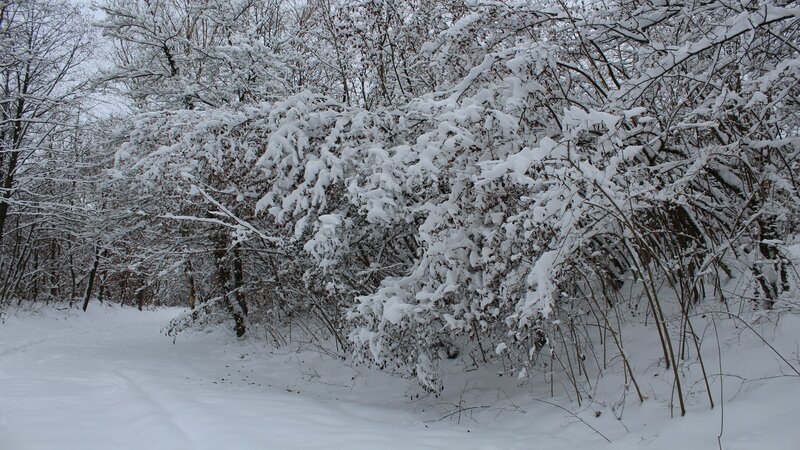 Snow-covered Bushes in Forest — White