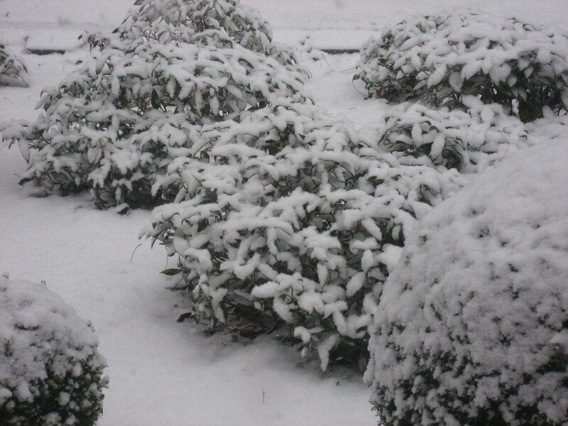 Snow-covered bushes in winter