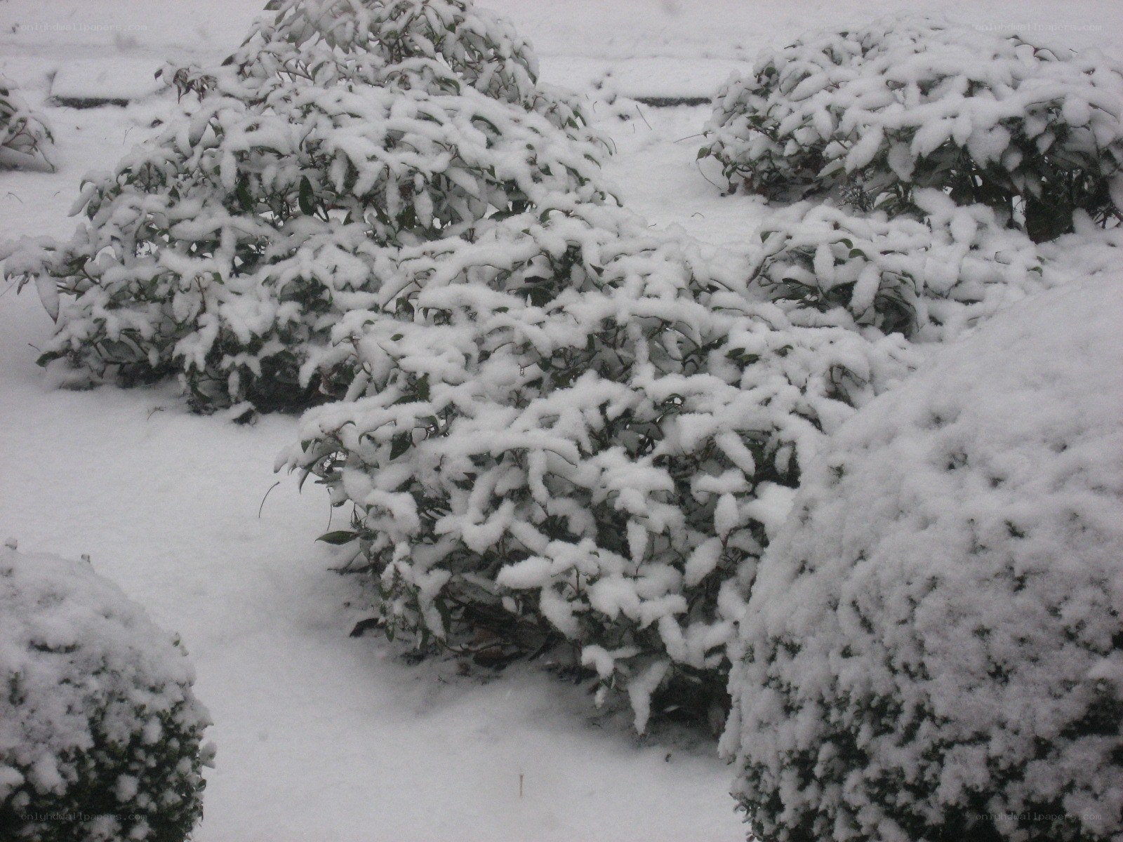 Snow-covered bushes in winter