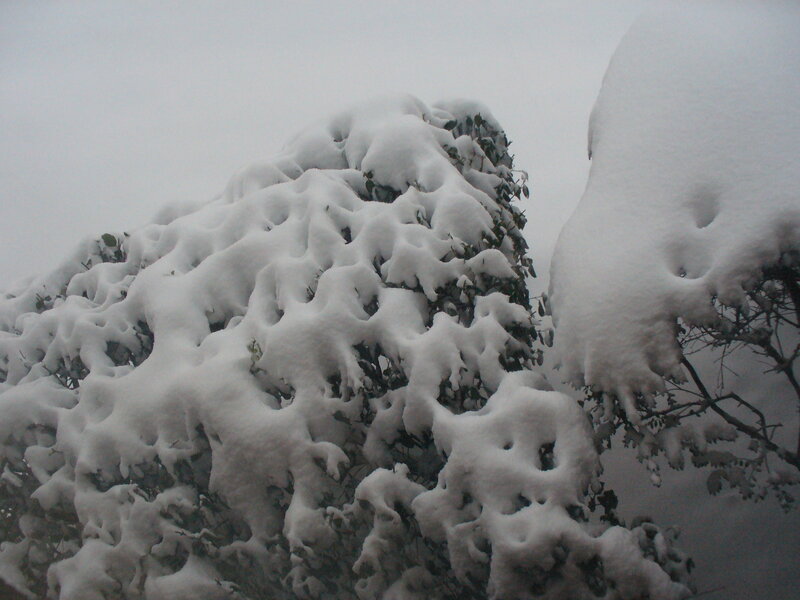 Snow-covered bushes in winter