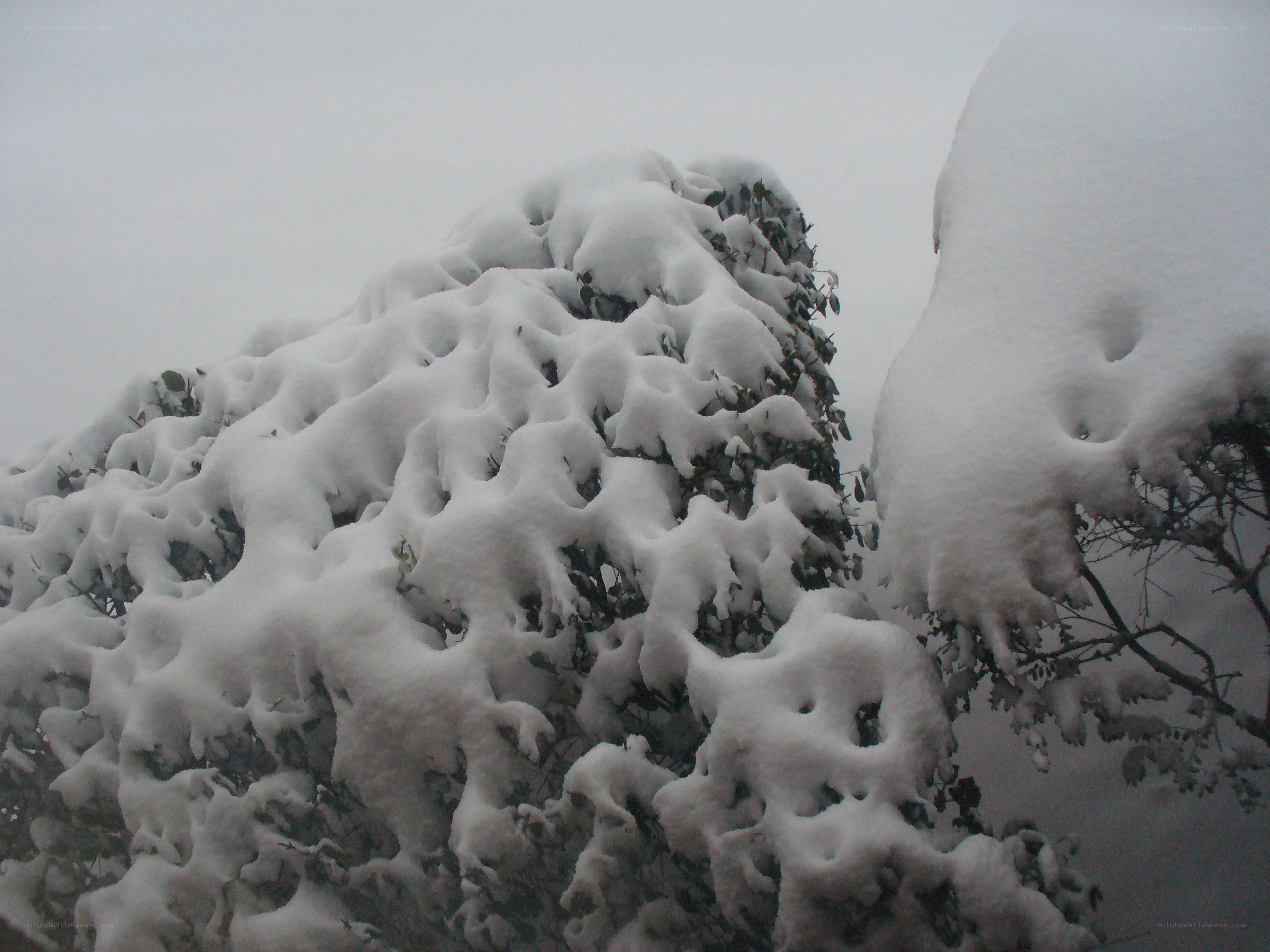 Snow-covered bushes in winter