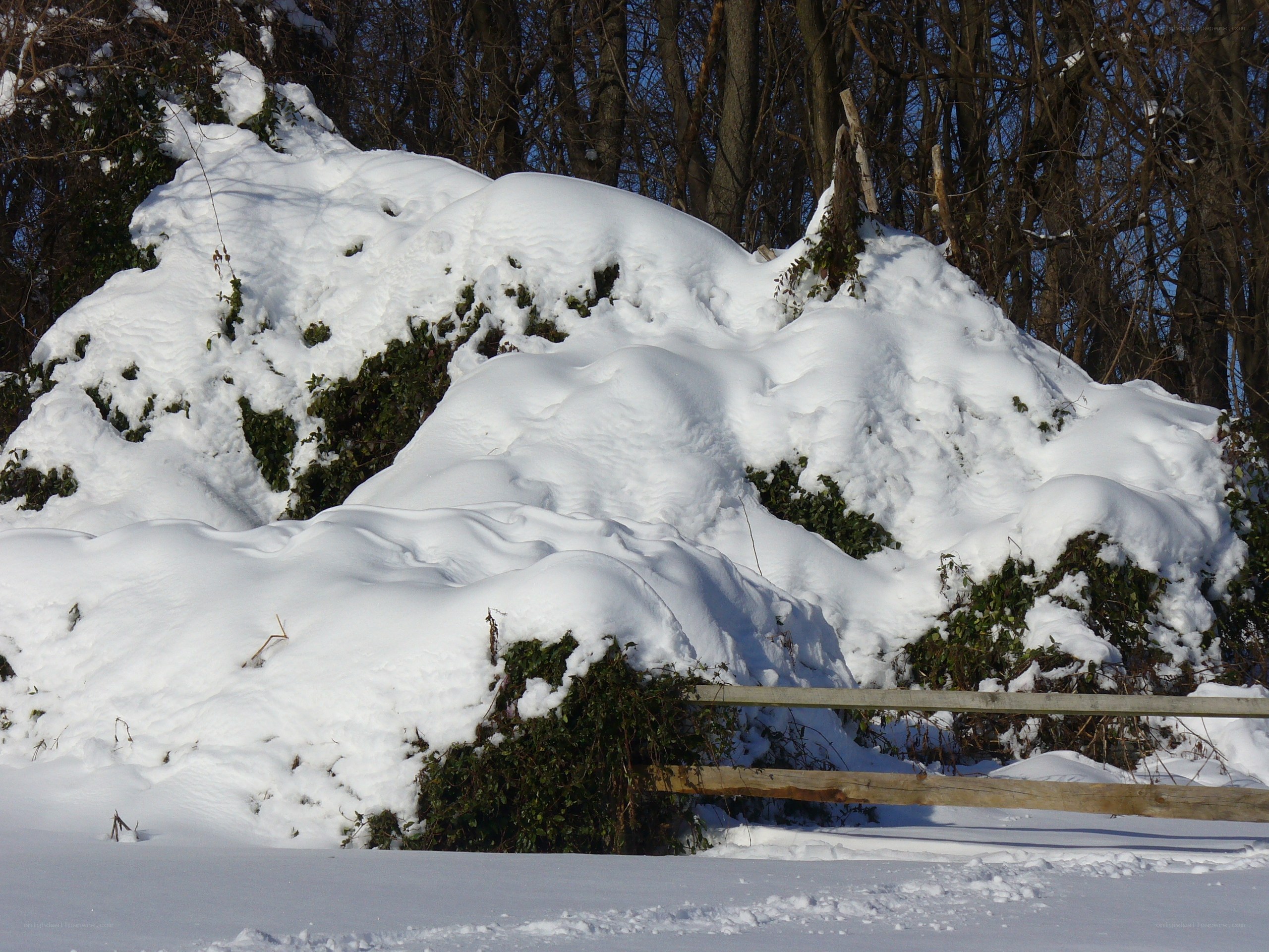 Snow-covered bushes in winter