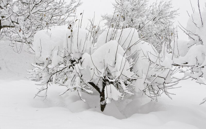 Snow-covered bushes in winter