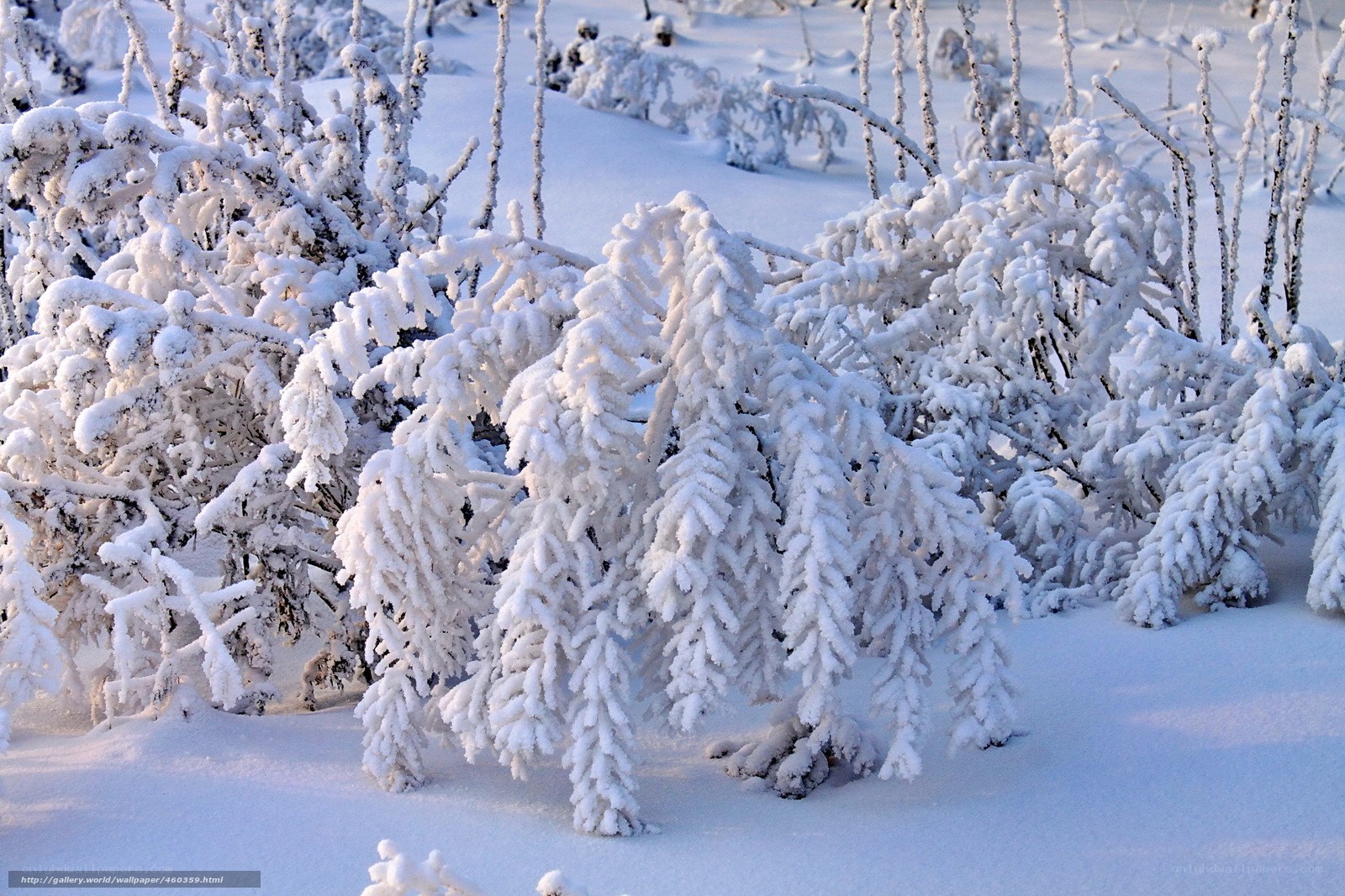 Snow-covered bushes in winter