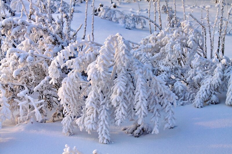 Snow-covered Bushes — Serene