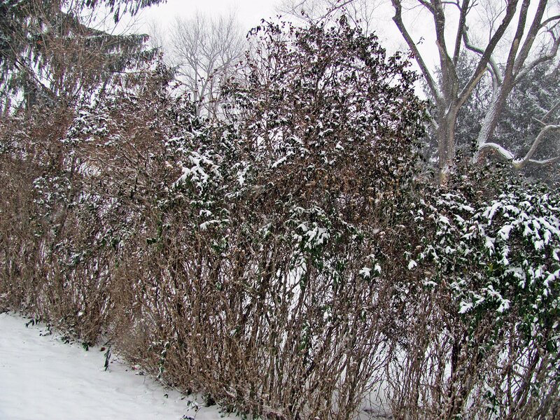 Snow-covered Bushes — White, Calm