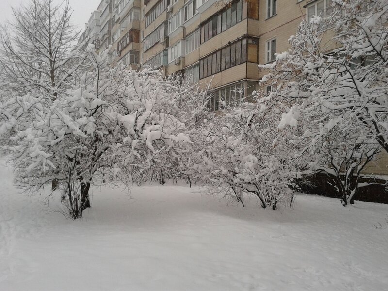 Snow-covered Bushes — White, Calm, Winter, Photograph, Apartment Building