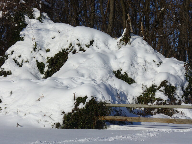 Snow-covered Bushes — White, Calm, Winter, Photograph, Fence