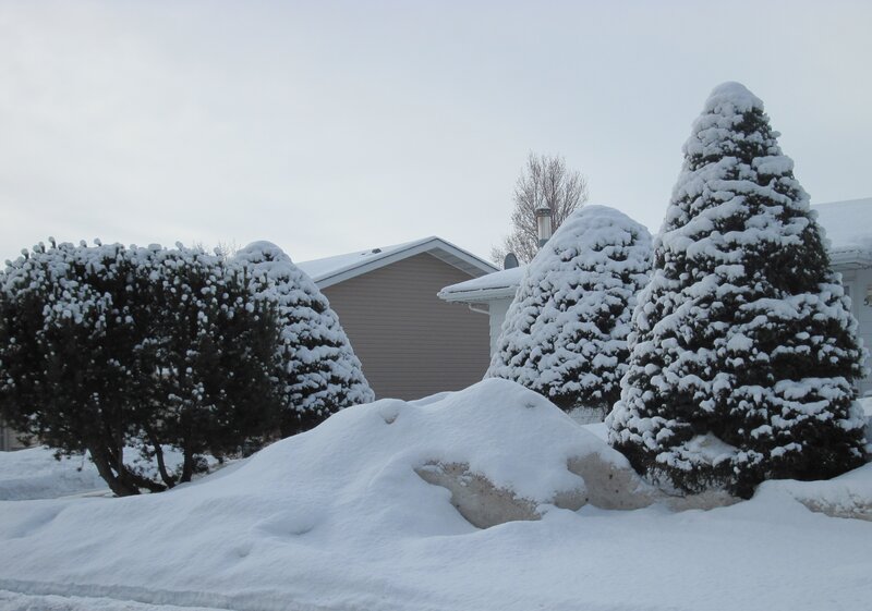 Snow-covered Bushes — White, Calm, Winter, Photograph