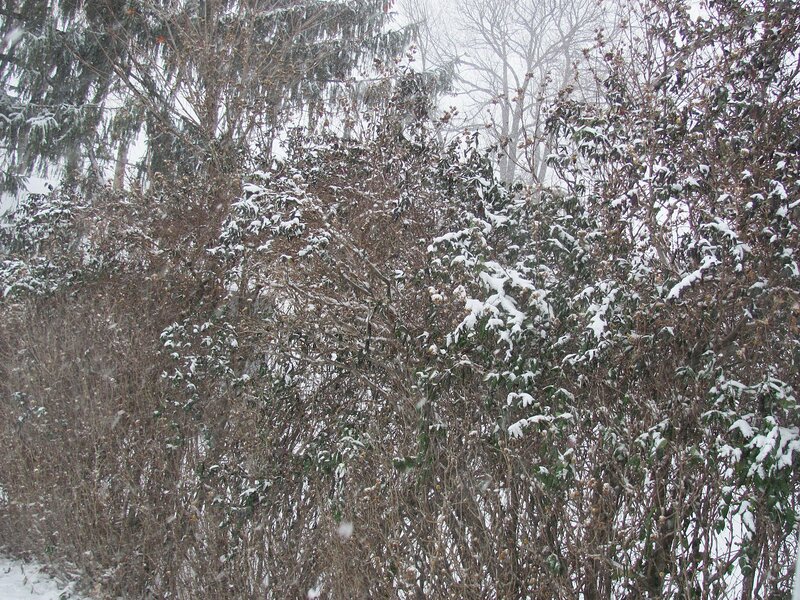Snow-covered Bushes — White, Calm, Winter