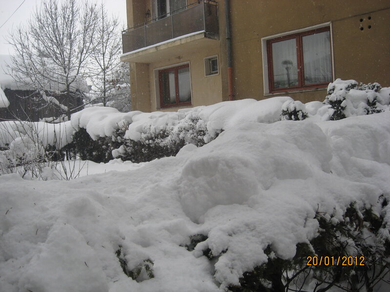 Snow-covered Bushes — White, Cold