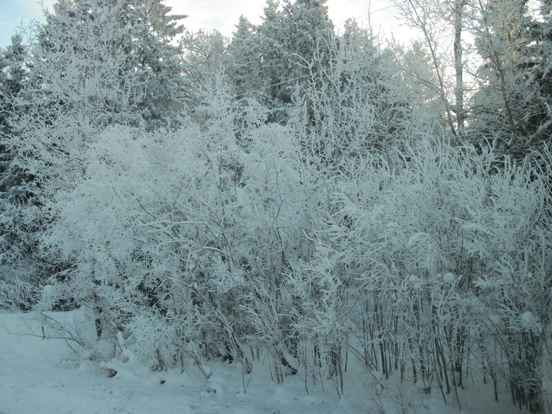 Snow-covered Bushes — White, Cold, Winter, Photograph