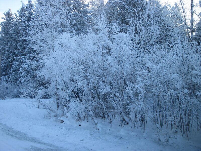 Snow-covered Bushes — White, Cold, Winter