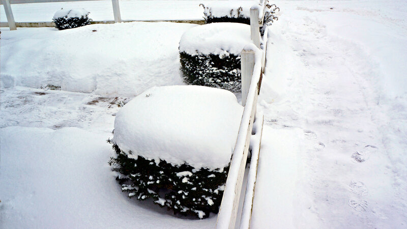 Snow-covered Bushes — White, Quiet