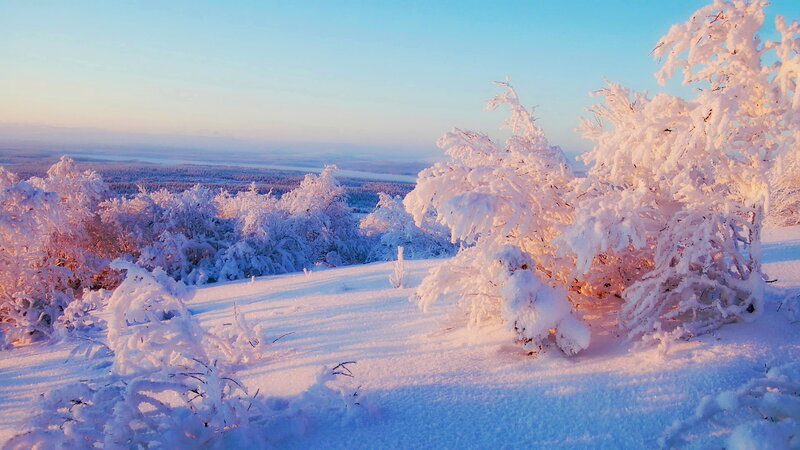 Snow-covered Bushes — White, Serene