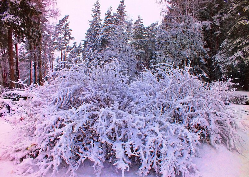 Snow-covered Bushes — White, Serene, Winter, Photograph