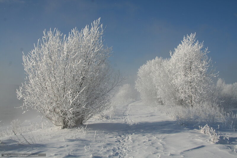 Snow-covered Bushes — White, Serene, Winter, Photograph, Trees