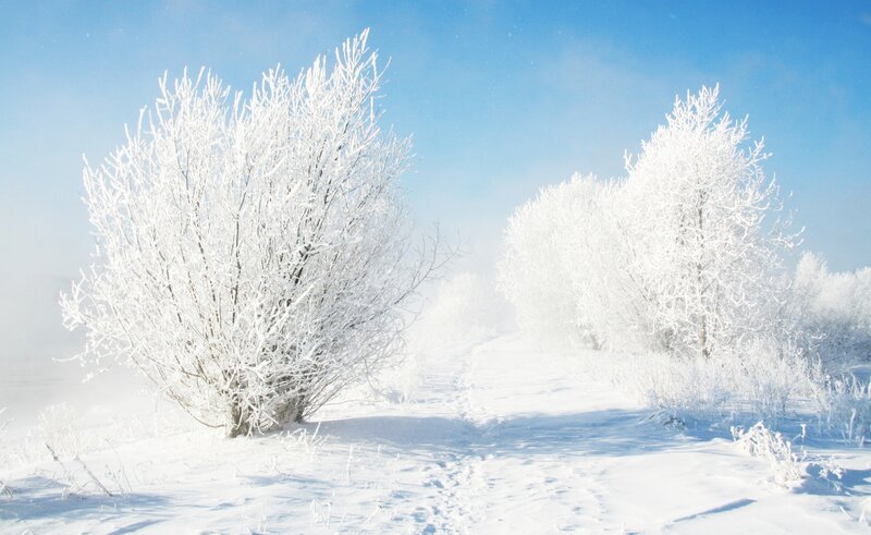 Snow-covered Bushes — White, Serene, Winter
