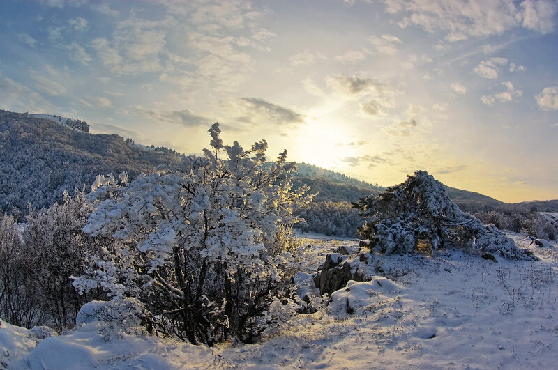 Snow-covered Bushes — White