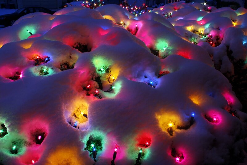 Snow-covered Bushes with Lights