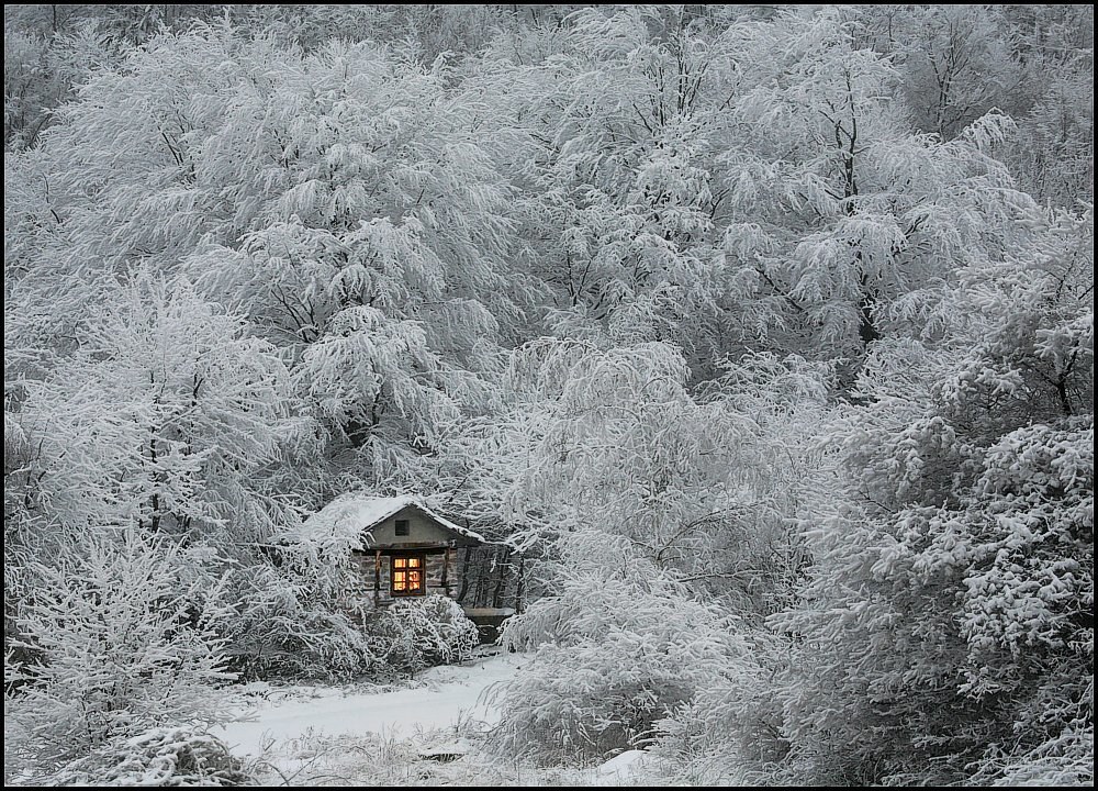 Snow-covered cabin in forest